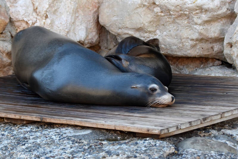 Kalifornischer Seelöwe