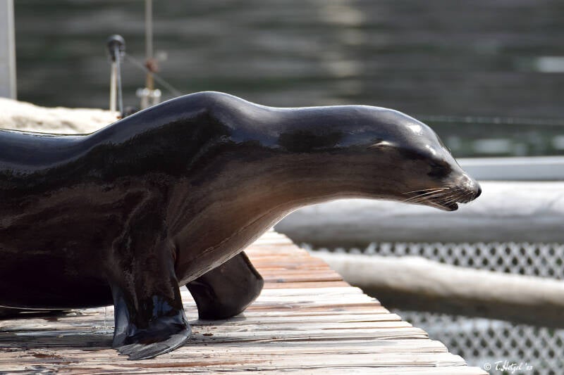 Kalifornischer Seelöwe | Tiergarten Nürnberg | 04.07.2021