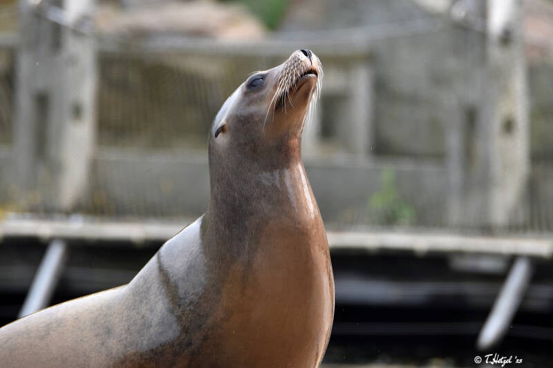 Kalifornischer Seelöwe | Dolfinarium Harderwijk | 08.07.2021