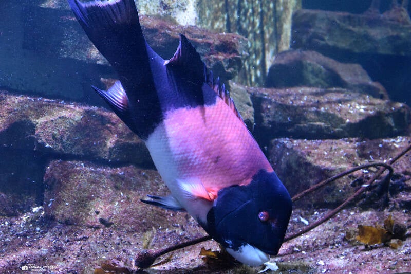 Kalifornischer Zahnlippfisch | Wilhelma Stuttgart | 11.08.2023