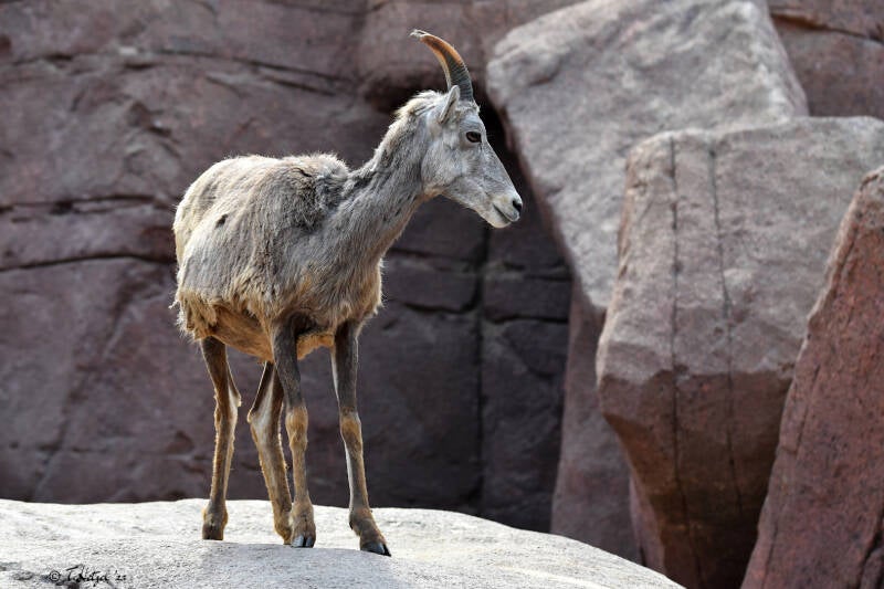 Kalifornisches Dickhornschaf | Burgers Zoo, Arnhem | 07.07.2021