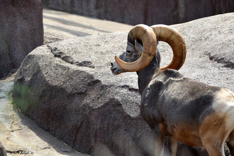 Kalifornisches Dickhornschaf | Burgers Zoo, Arnhem | 07.07.2021