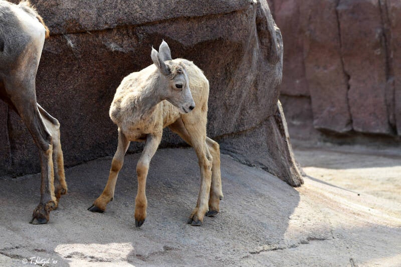 Kalifornisches Dickhornschaf | Burgers Zoo, Arnhem | 07.07.2021