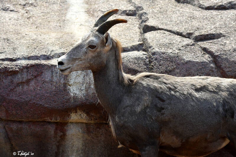 Kalifornisches Dickhornschaf | Burgers Zoo, Arnhem | 07.07.2021