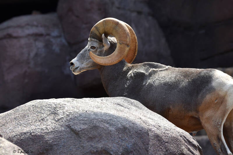 Kalifornisches Dickhornschaf | Burgers Zoo, Arnhem | 07.07.2021