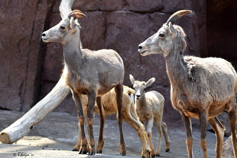 Kalifornisches Dickhornschaf | Burgers Zoo, Arnhem | 07.07.2021