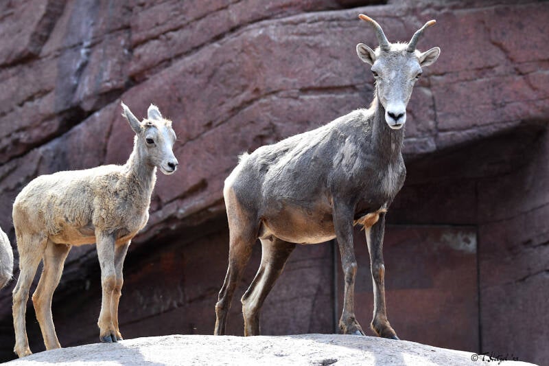 Kalifornisches Dickhornschaf | Burgers Zoo, Arnhem | 07.07.2021