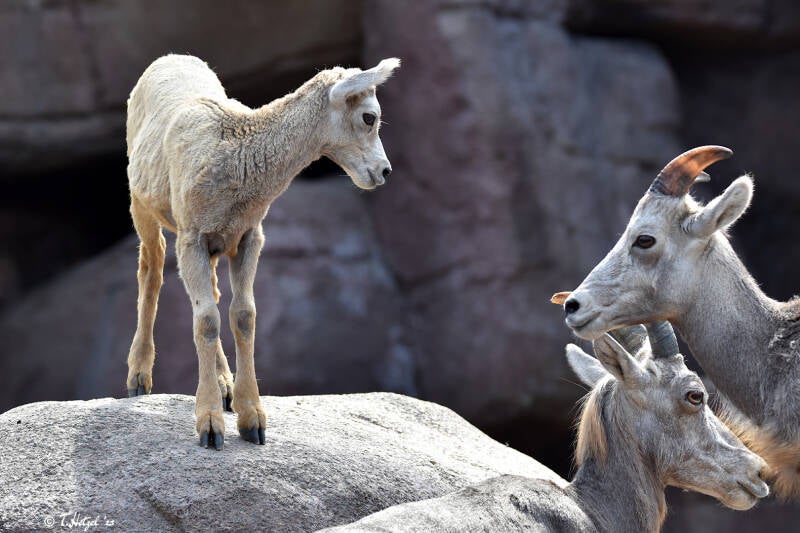 Kalifornisches Dickhornschaf | Burgers Zoo, Arnhem | 07.07.2021