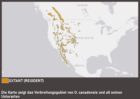 Verbreitungskarte Kalifornisches Dickhornschaf