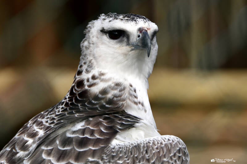 Kampfadler | Wildpark Potzberg, Föckelberg | 03.03.2021