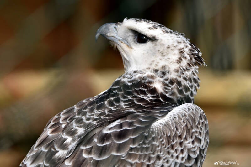 Kampfadler | Wildpark Potzberg, Föckelberg | 03.03.2021