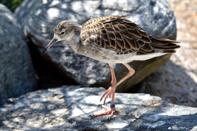 Kampfläufer | Zoo Heidelberg | 20.08.2023