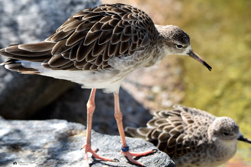 Kampfläufer | Zoo Heidelberg | 20.08.2023