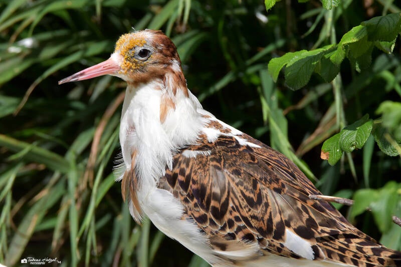 Kampfläufer | Zoo Heidelberg | 22.06.2020