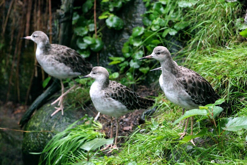 Kampfläufer | Weltvogelpark Walsrode | 12.08.2017