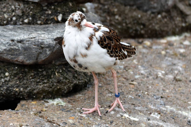 Kampfläufer | Zoo Heidelberg | 02.04.2022