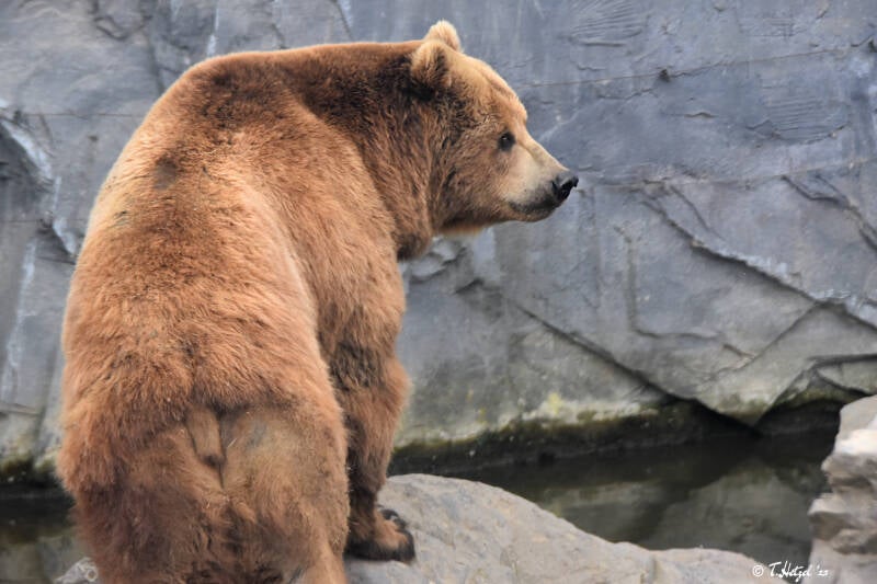 Kamtschatkabär | ZOOM-Erlebniswelt Gelsenkirchen | 05.06.2022