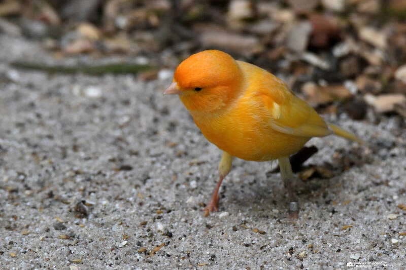 Kanarienvogel | Kobelt-Zoo, Frankfurt | 08.05.2022