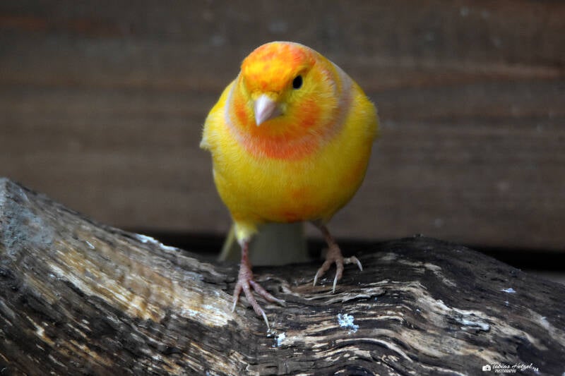 Kanarienvogel | Kobelt-Zoo, Frankfurt | 08.05.2022