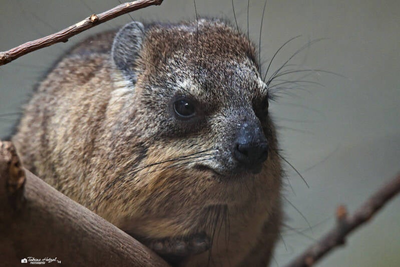 Kap-Klippschliefer (Nominatform) | Safaripark Dvur Kralove | 17.08.2024