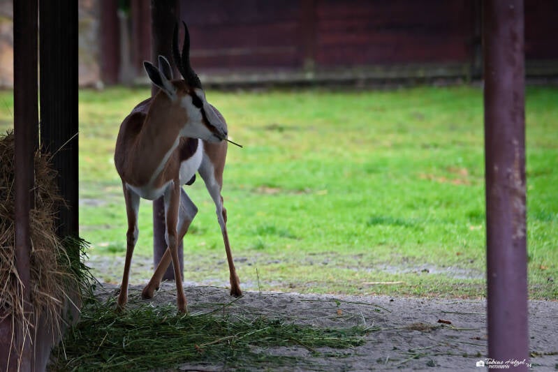 Kapland-Springbock | Safaripark Dvur Kralove | 17.08.2024
