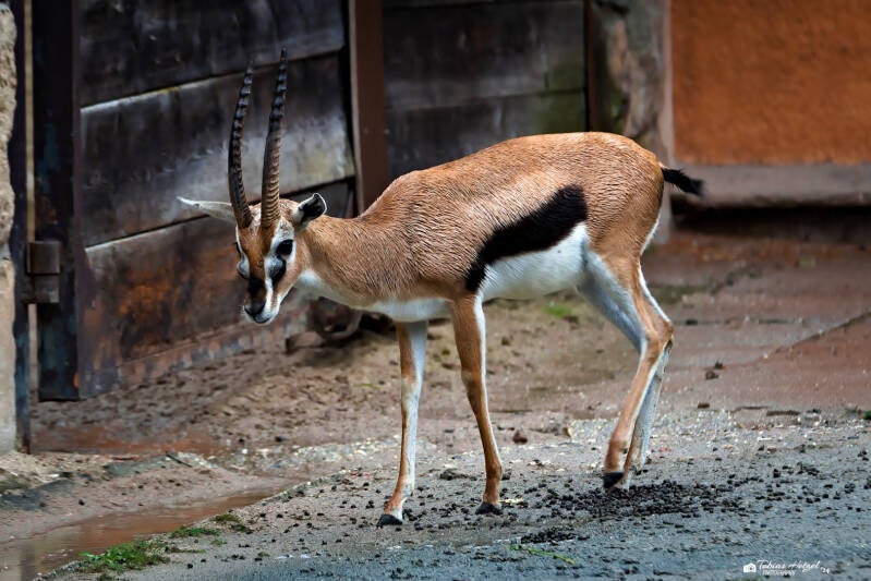 Kapland-Springbock | Safaripark Dvur Kralove | 17.08.2024