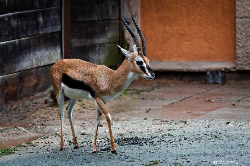 Kapland-Springbock | Safaripark Dvur Kralove | 17.08.2024