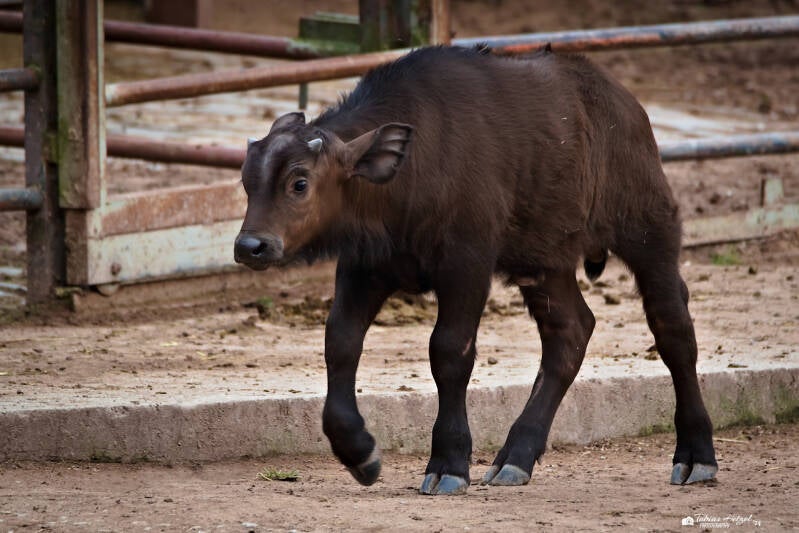 Kapbüffel | Tiergarten Nürnberg | 17.03.2024