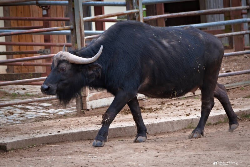 Kapbüffel | Tiergarten Nürnberg | 17.03.2024