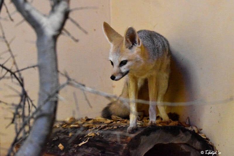 Kapfuchs | Zoo Plzen | 17.09.2022