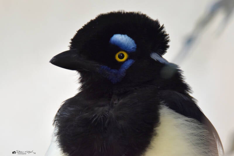 Kappenblaurabe | Zoo Zürich | 04.07.2020