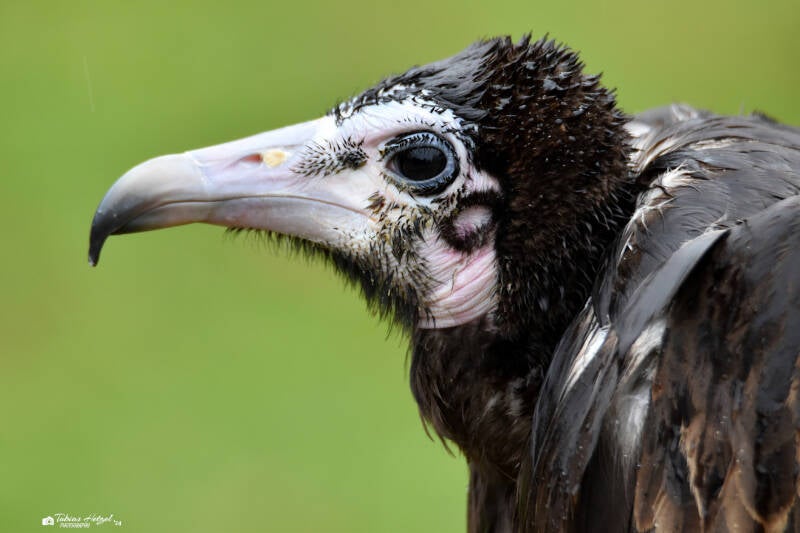Kappengeier (kein Unterartenstatus) | Zoo Neunkirchen | 30.01.2021