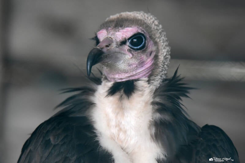 Kappengeier (kein Unterartenstatus) | Wildpark Potzberg, Föckelberg | 03.03.2021