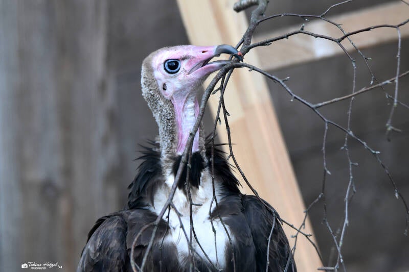 Kappengeier (kein Unterartenstatus) | Vogel- und Tierpark Solingen-Ohligs, 13.02.2022