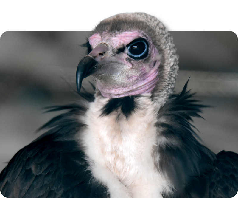 Kappengeier (kein Unterartenstatus)