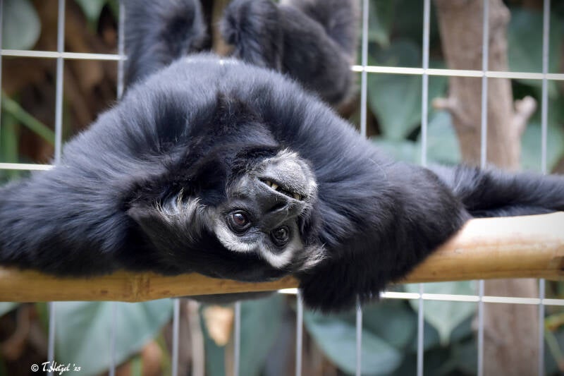 Kappengibbon | Zoo Zürich | 04.07.2020