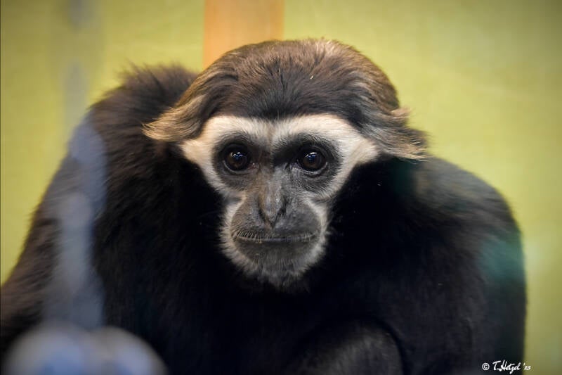 Kappengibbon | Zoo Zürich | 04.07.2020
