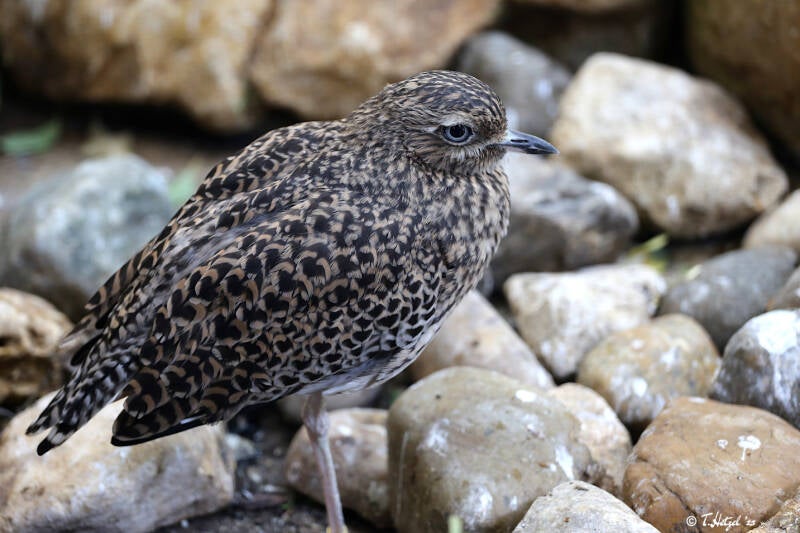 Kaptriel | Zoo Augsburg | 15.08.2018
