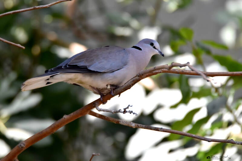 Gurrtaube (kein Unterartenstatus) | Zoo Basel | 09.04.2023