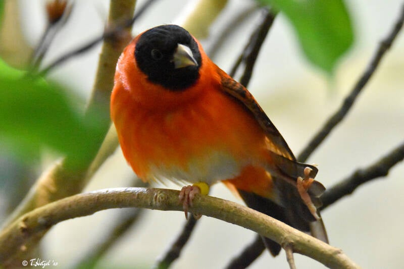 Kapuzenzeisig | Zoo Frankfurt | 25.06.2022