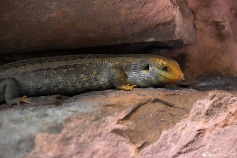 Kapverdenmabuye | Zoopark Erfurt | 24.09.2020