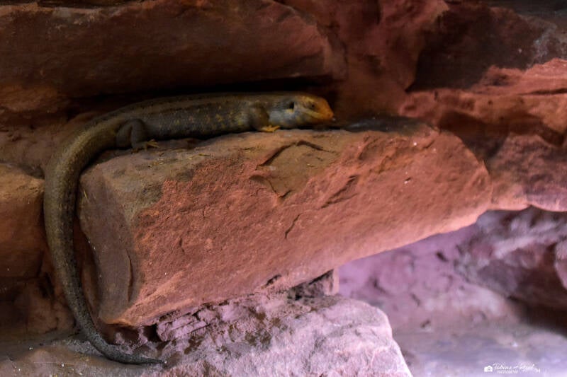 Kapverdenmabuye | Zoopark Erfurt | 24.09.2020