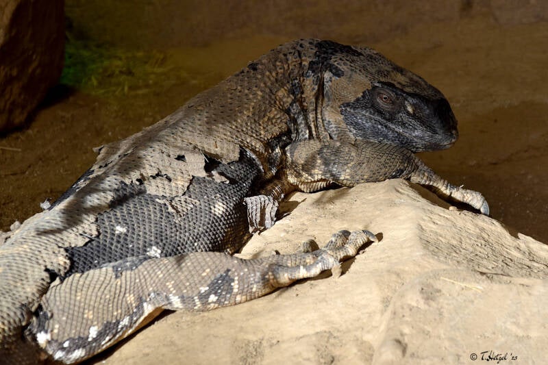 Kapwaran (kein Unterartenstatus) | Reptilium Landau | 28.12.2022