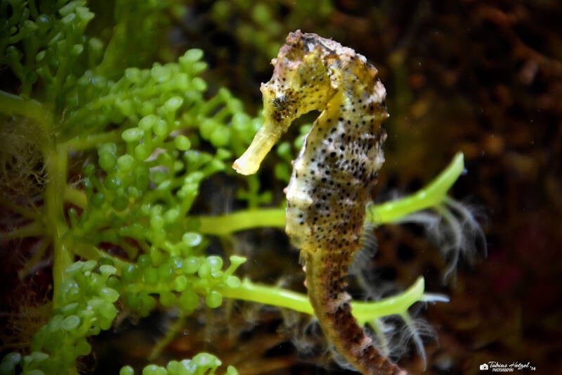 Karibik-Seepferdchen | Ouwehands Dierenpark, Rhenen | 06.07.2021