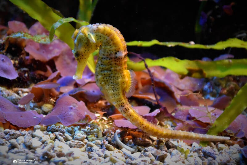 Karibik-Seepferdchen | Zoo Frankfurt | 21.04.2023