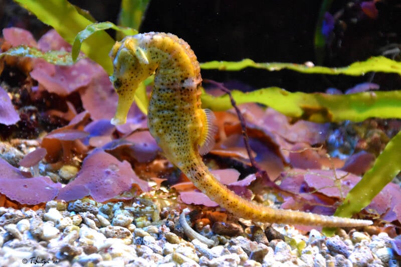 Karibik-Seepferdchen