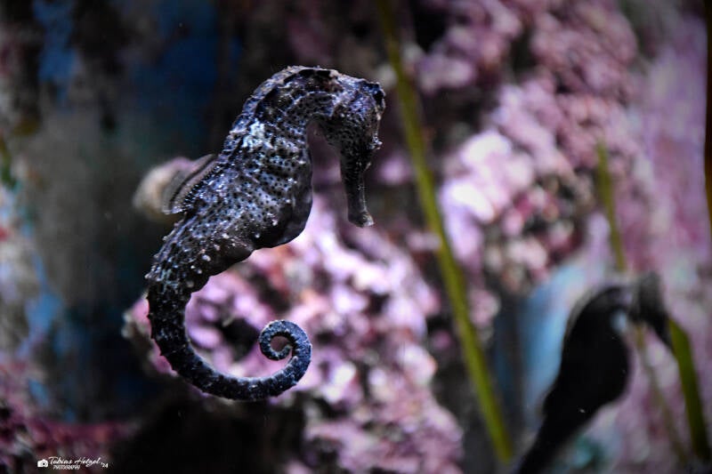 Karibik-Seepferdchen | Kölner Zoo | 03.12.2023