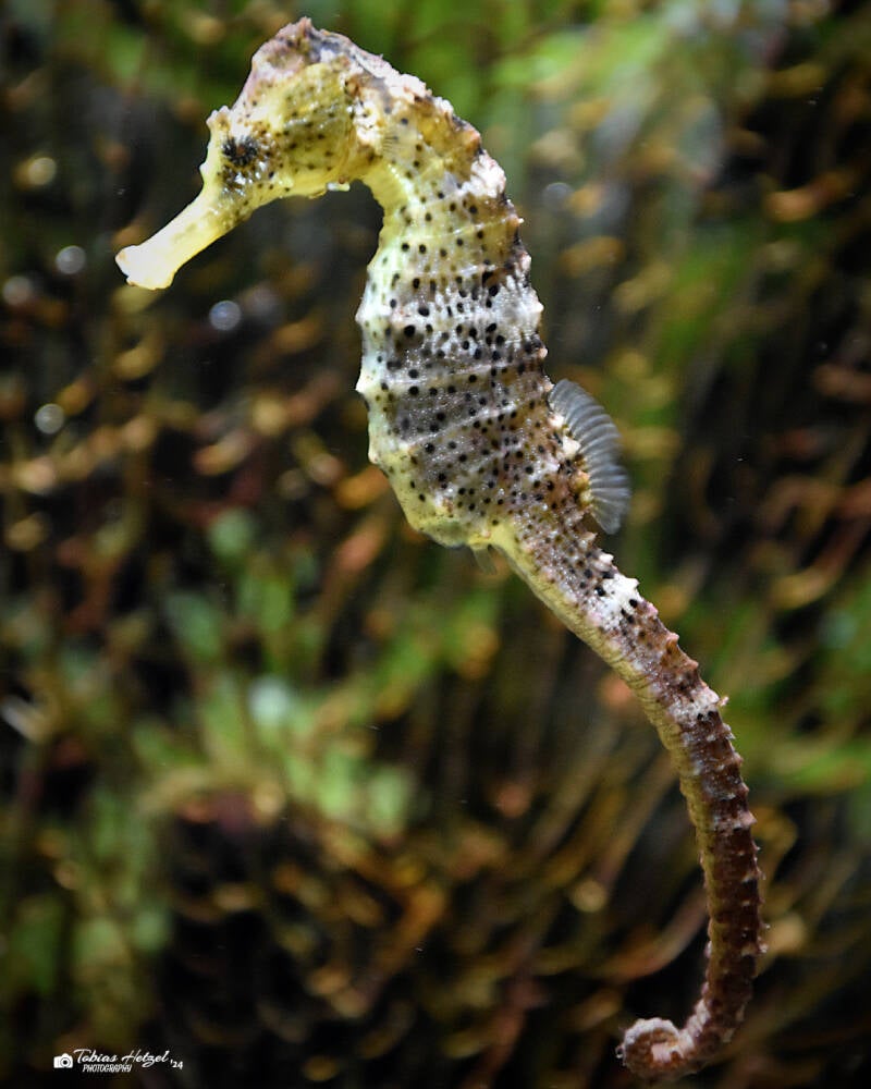 Karibik-Seepferdchen | Ouwehands Dierenpark, Rhenen | 06.07.2021