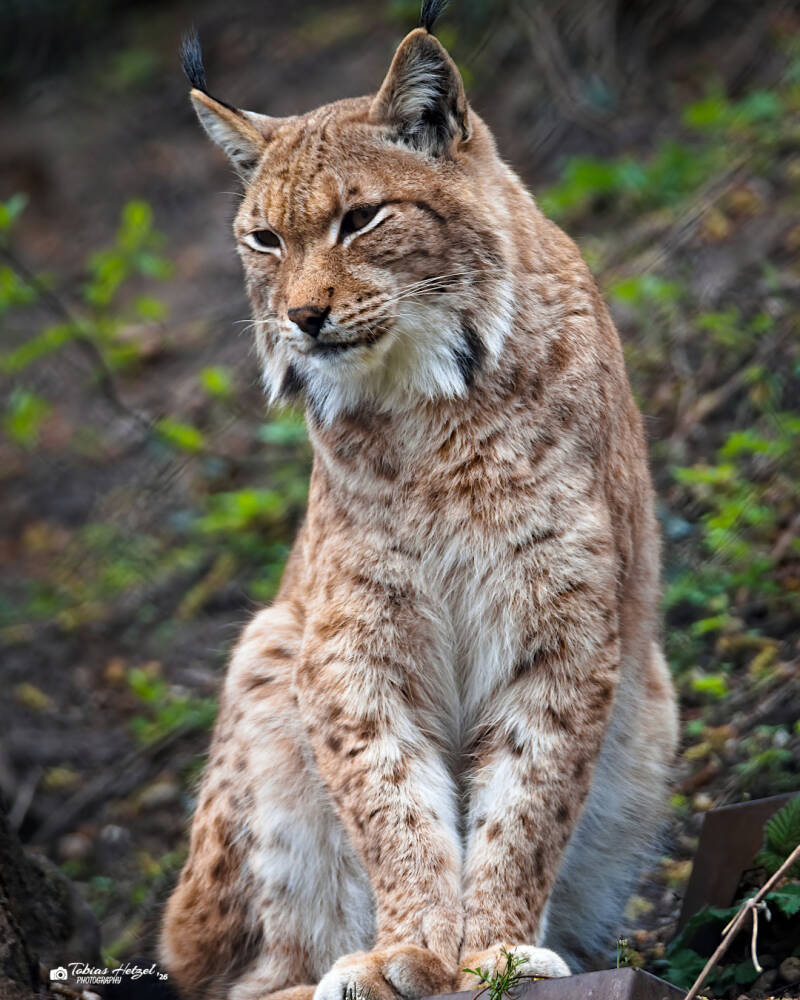 Karpatenluchs | Zoologischer Stadtgarten Karlsruhe | 03.04.2026