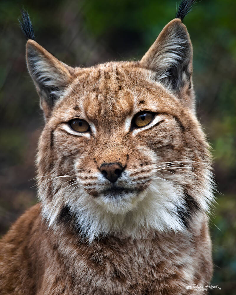 Karpatenluchs | Zoologischer Stadtgarten Karlsruhe | 03.04.2026
